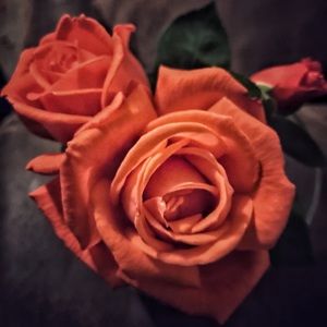 Hi! Nice to meet you!